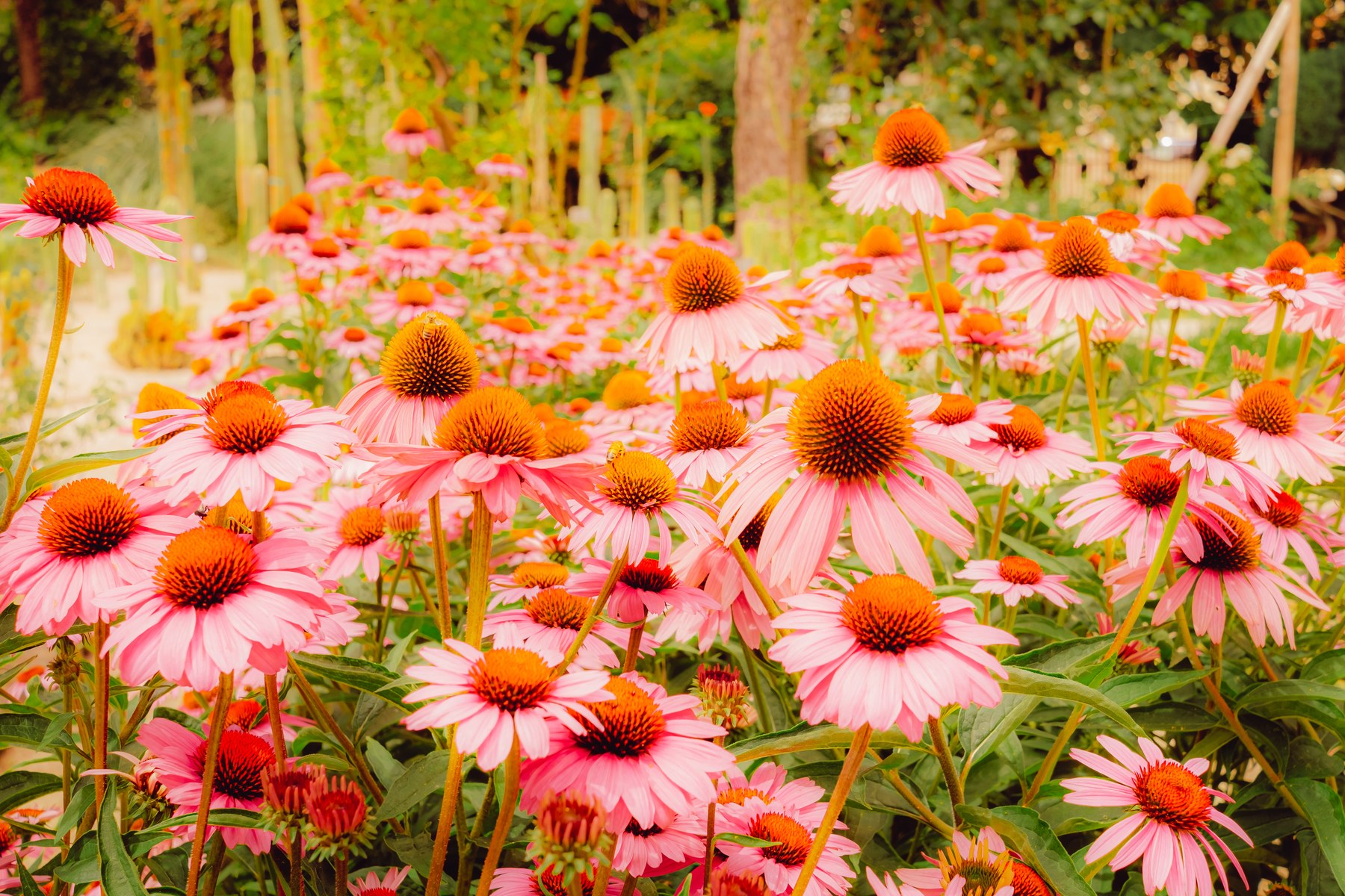 Dettaglio floreale in campo aperto