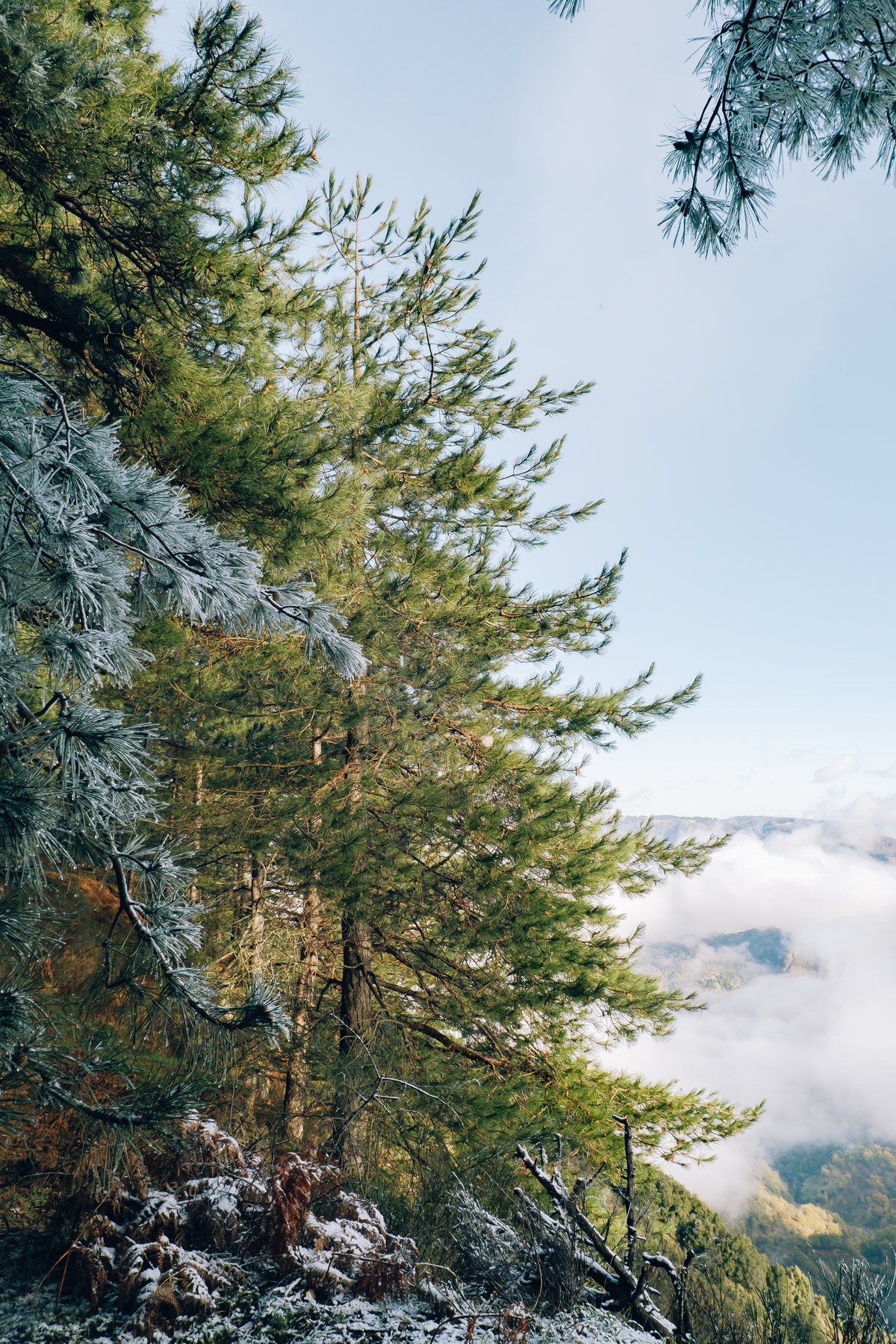 Tronchi verticali nella nebbia