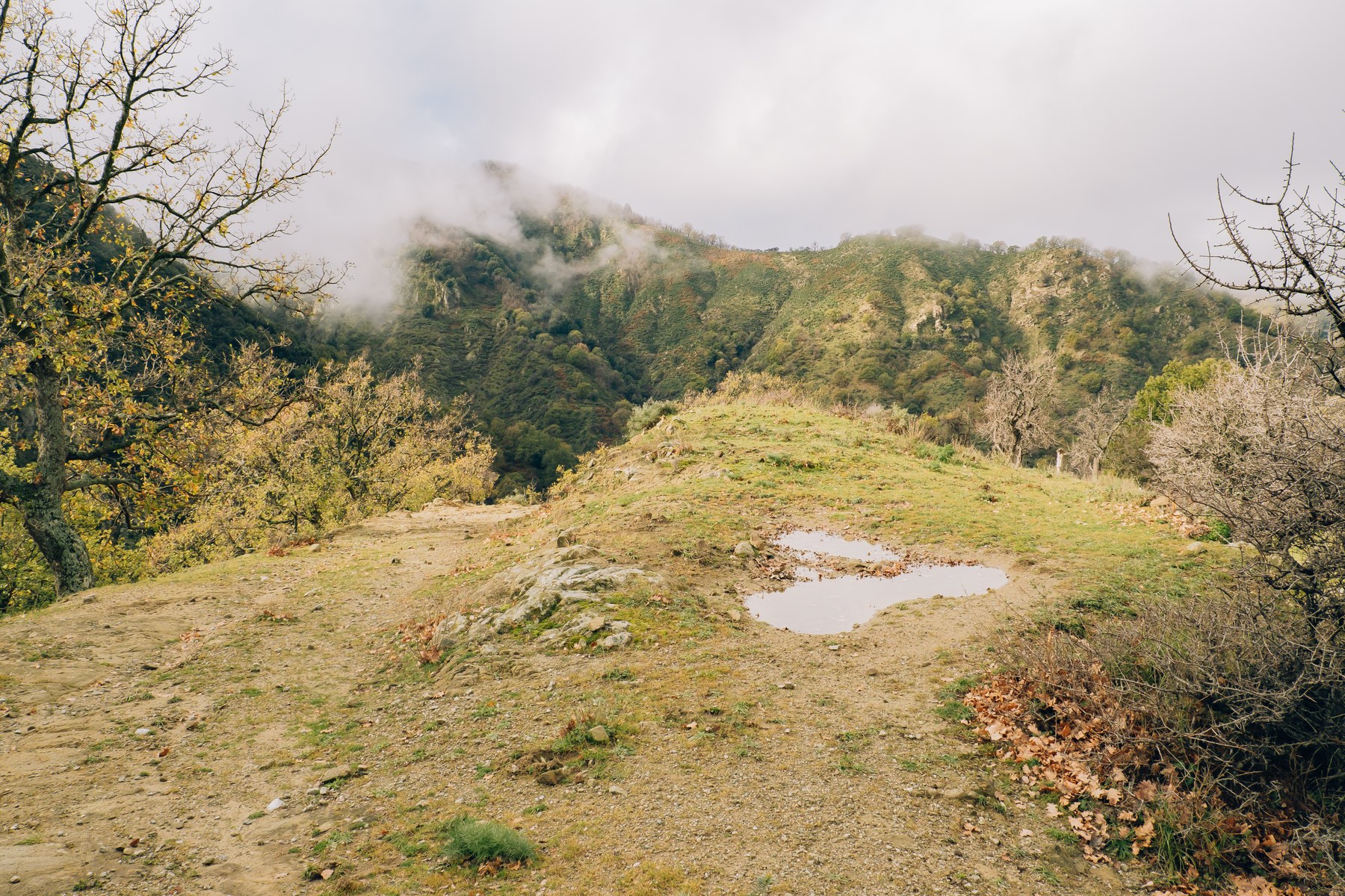 Alberi nella foschia