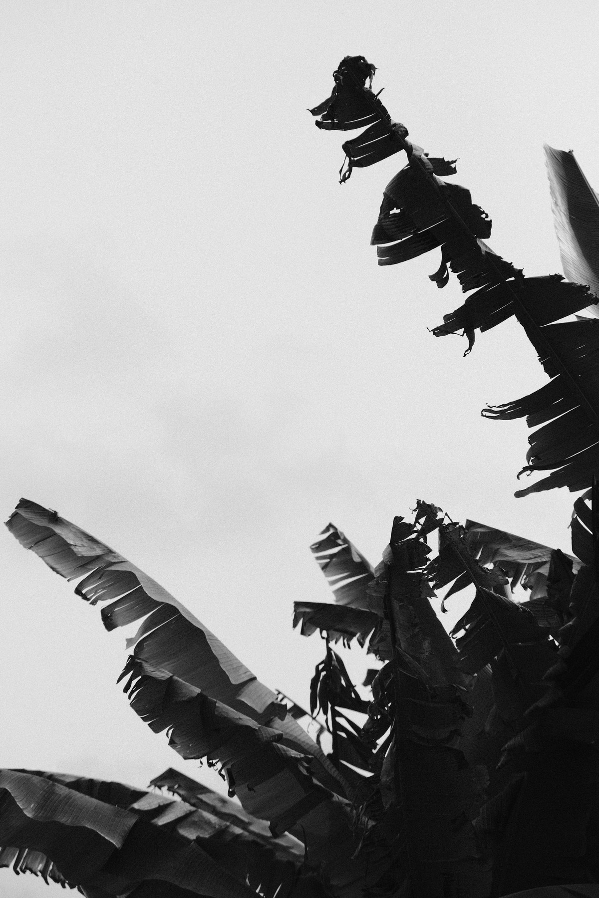 Foglie e cielo in bianco e nero